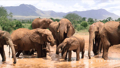 elephants at the watering hole